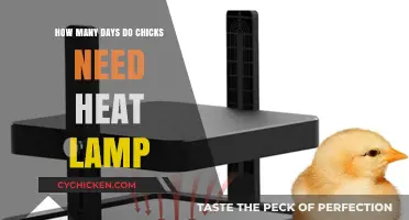 Chicks' Heat Lamp Dependence: How Long?