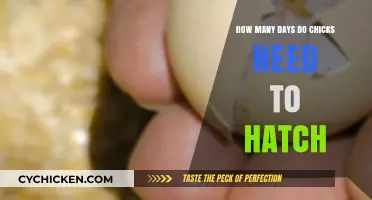 Incubation: Hatching Chicks in Just Over a Week
