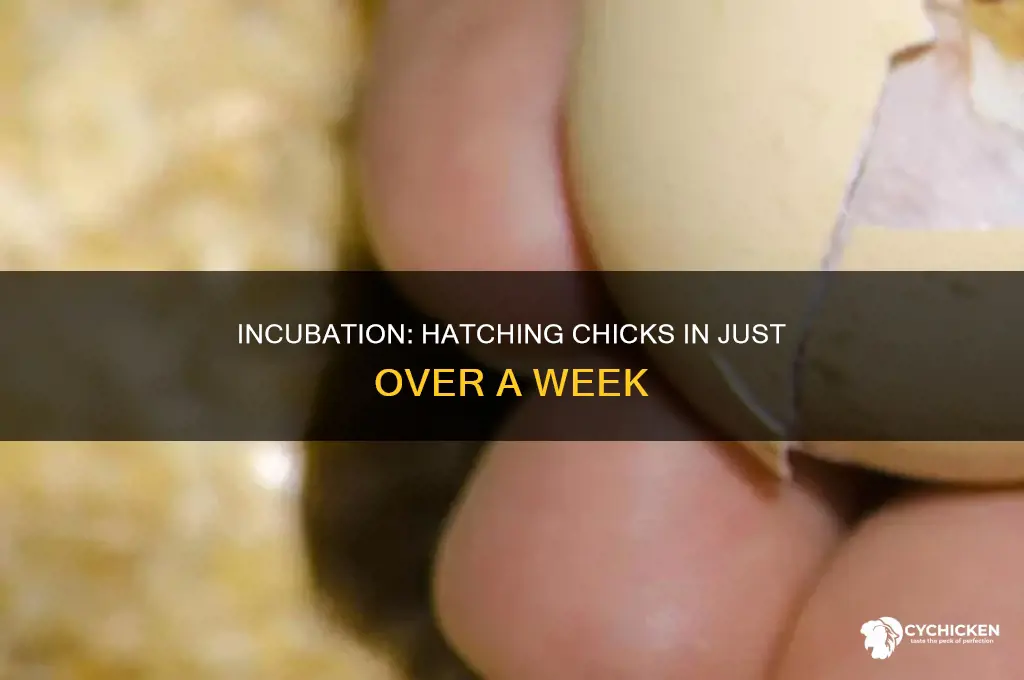 how many days do chicks need to hatch