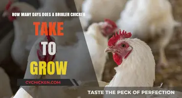 Broiler Chickens: Quick Growth Timeline Revealed