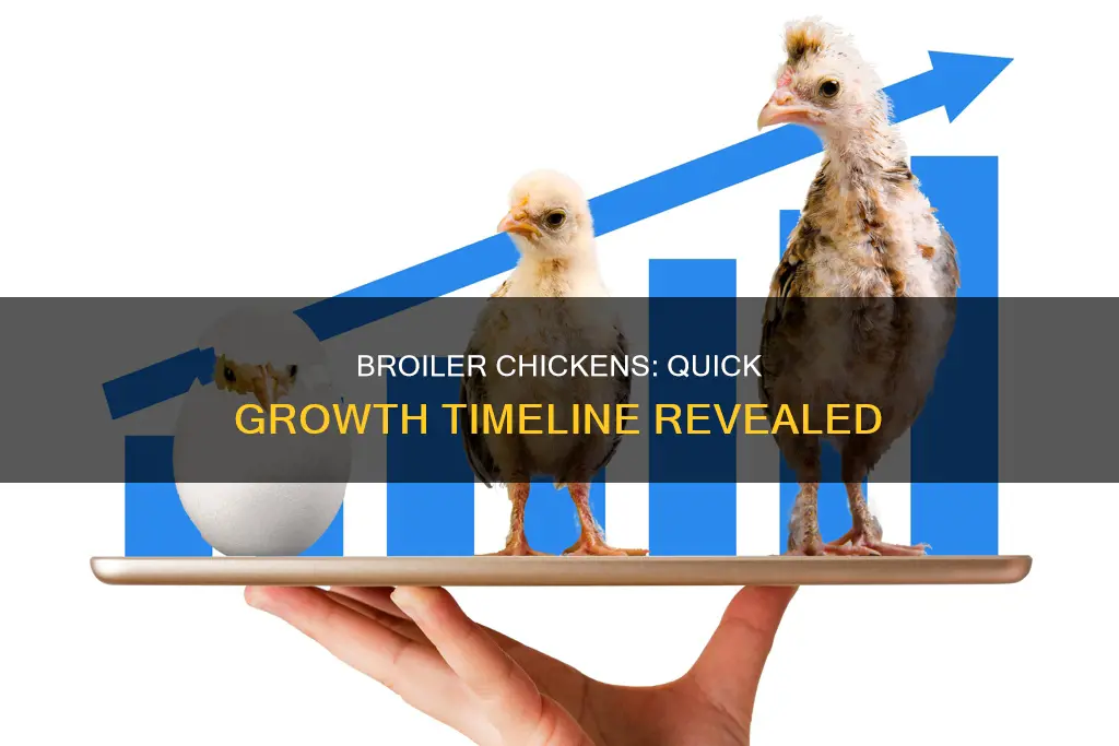 how many days does a broiler chicken take to grow