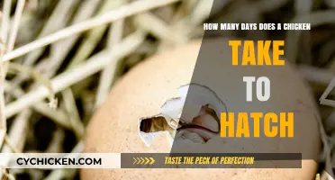 Incubation Period: Hatching Chickens in 21 Days