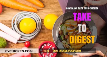 Chicken Digestion: How Long Does It Really Take?