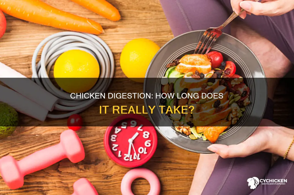 how many days does chicken take to digest