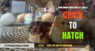 Incubation: Hatching Time for Chicks