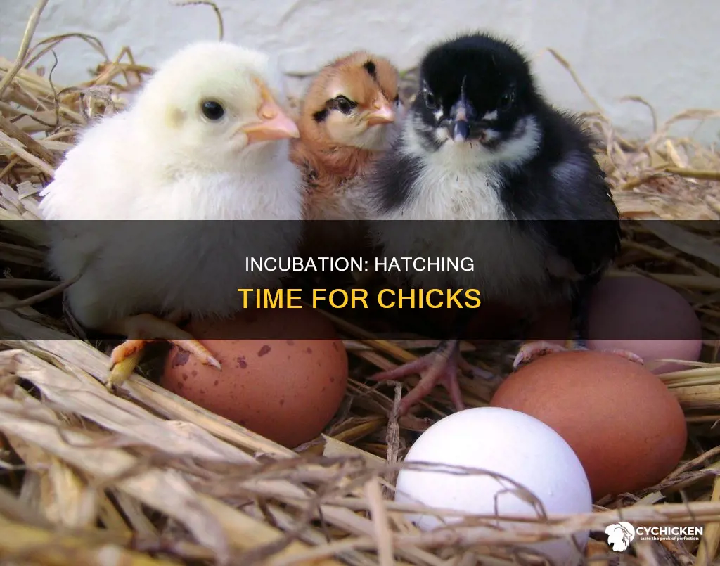 how many days does it take a chick to hatch
