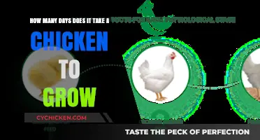 A Chicken's Growth: How Long Does it Take?