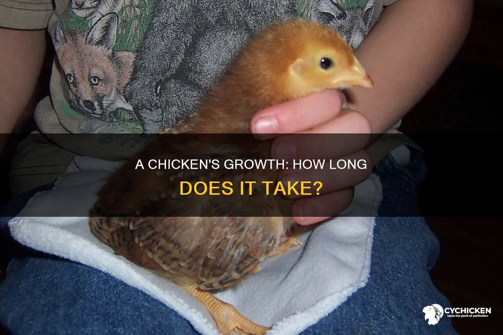 how many days does it take a chicken to grow