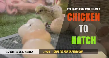 Incubation: Hatching Days for Chickens