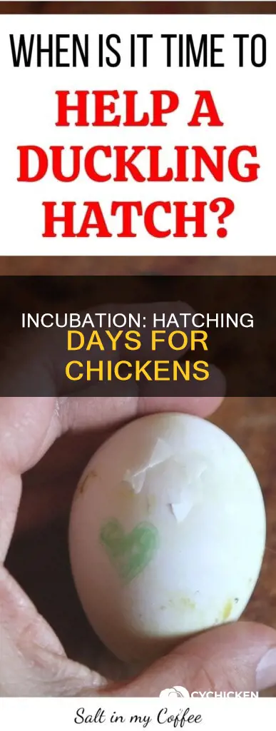 how many days does it take a chicken to hatch