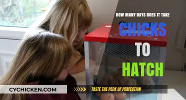 Incubation Period: Hatching Chicks Takes Time