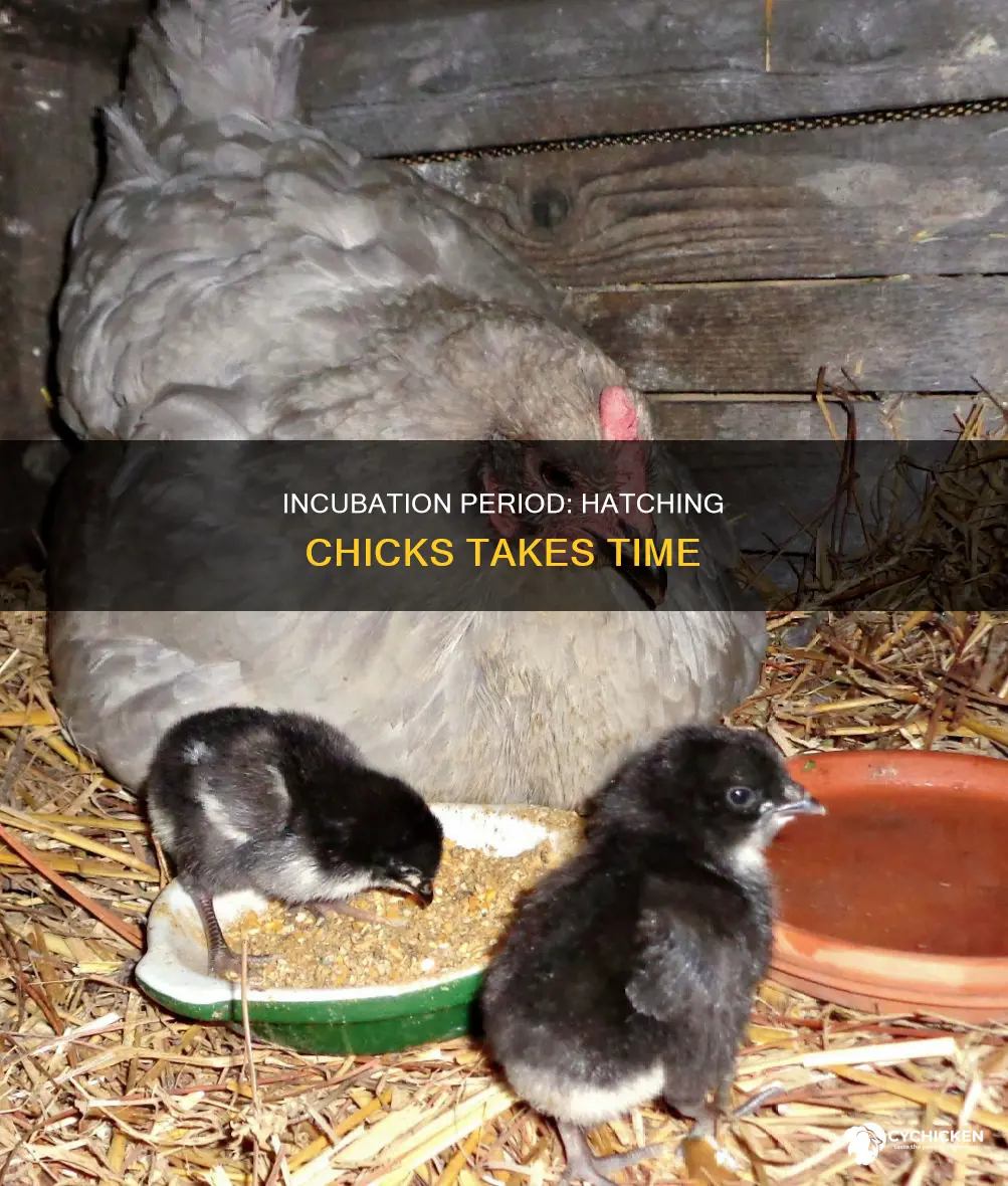 how many days does it take chicks to hatch