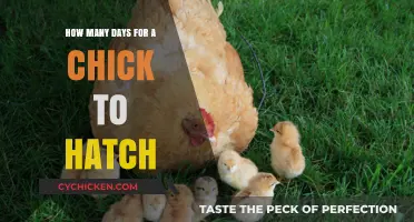 Chick Hatching Timeline: Understanding the Days to New Life