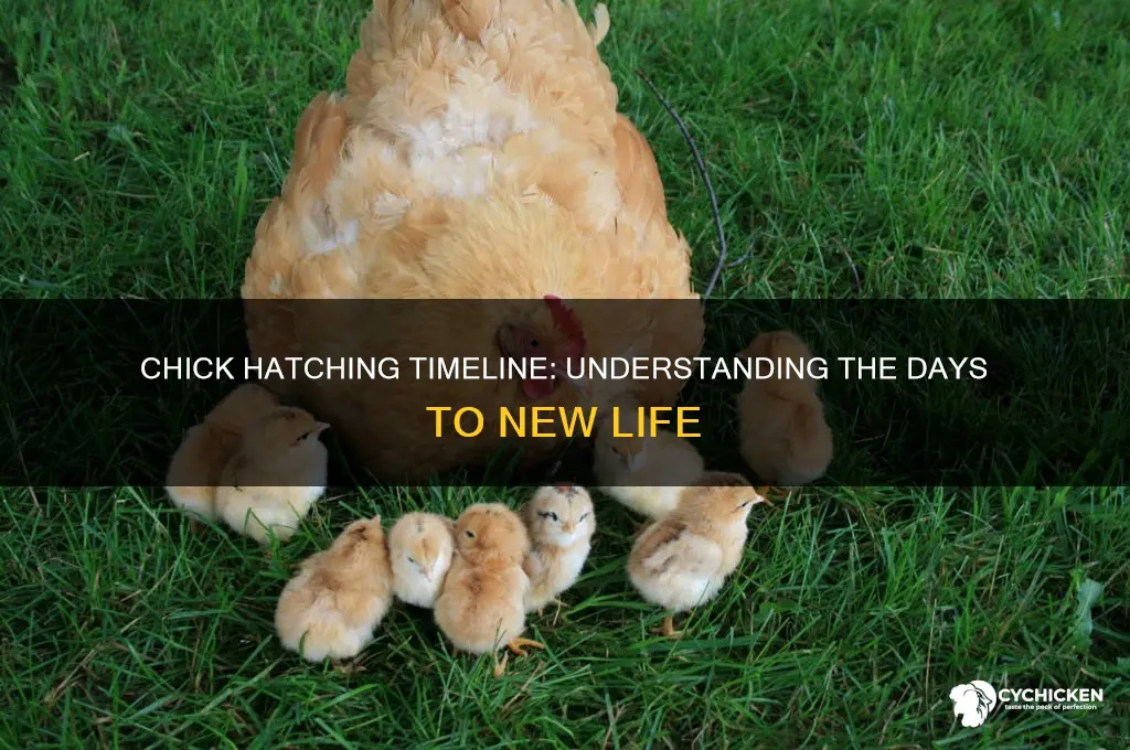 how many days for a chick to hatch