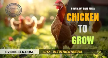 Tracking a Chicken's Growth: How Many Days to Maturity?