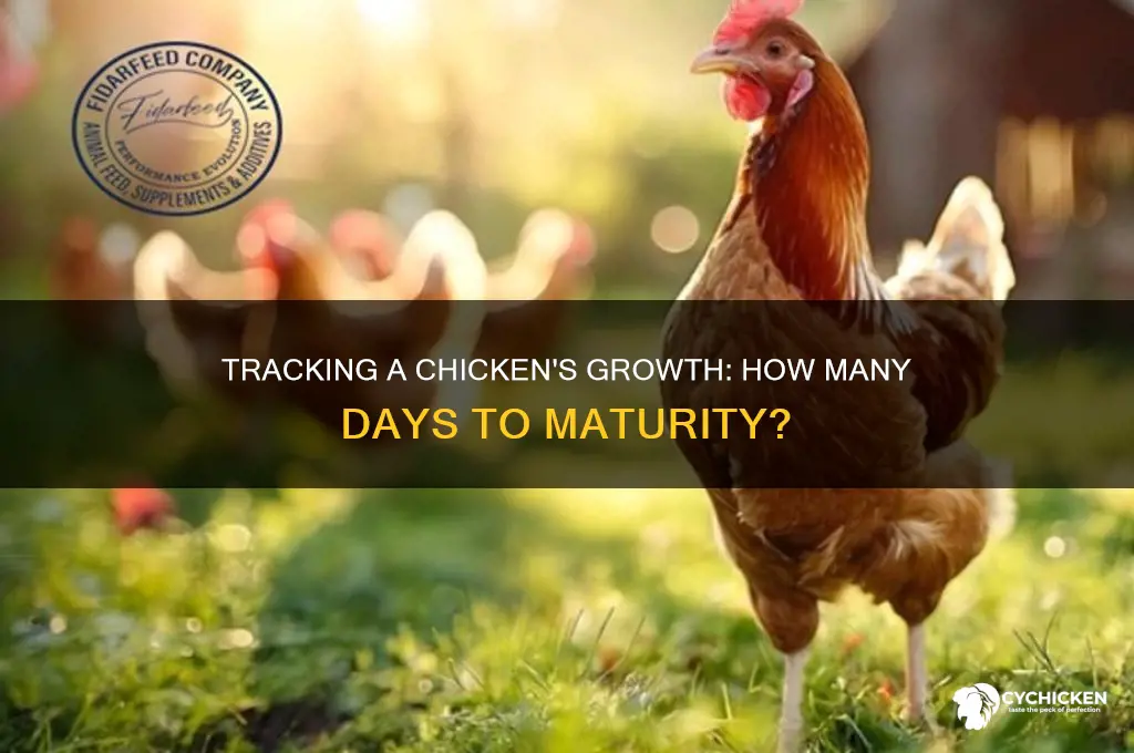 how many days for a chicken to grow