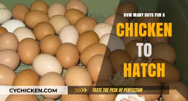 Chicken Hatching Timeline: Understanding the Days to New Life