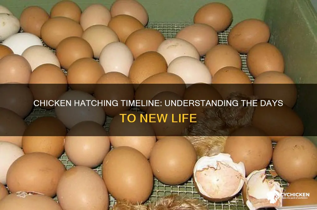 how many days for a chicken to hatch