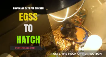 Incubation Period: Hatching Chicken Eggs in 21 Days