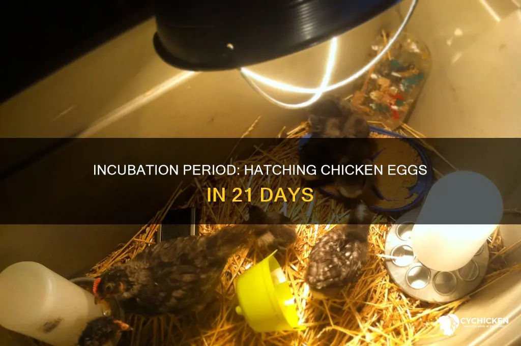how many days for chicken egss to hatch