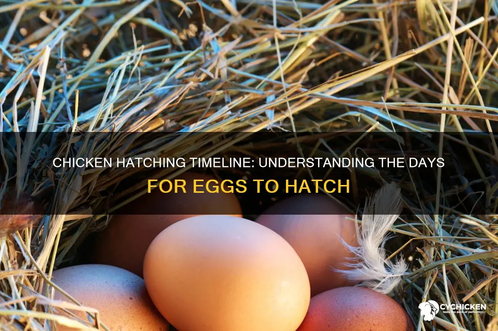 how many days for chicken to hatch