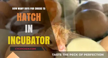 Incubator Hatching: How Long Does It Take for Chicks to Hatch?