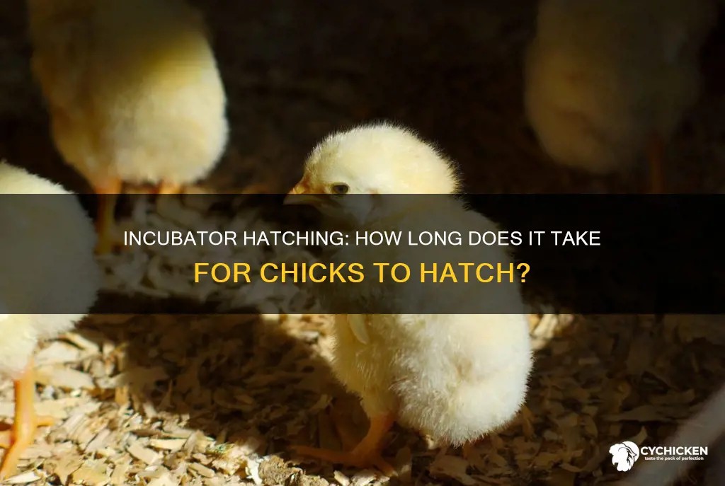 how many days for chicks to hatch in incubator