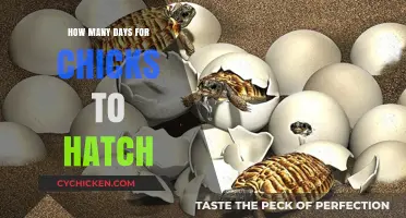 Chick Hatching Timeline: Days Until Fluffy Arrivals Emerge