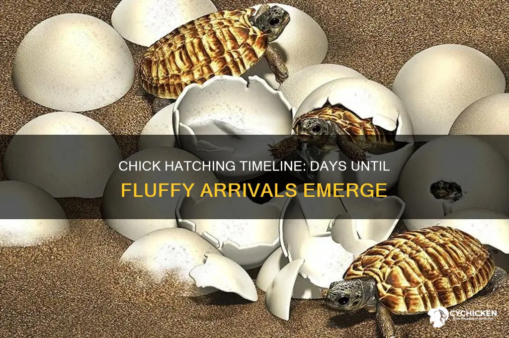 how many days for chicks to hatch