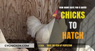 Incubation Period for Denver Chicks