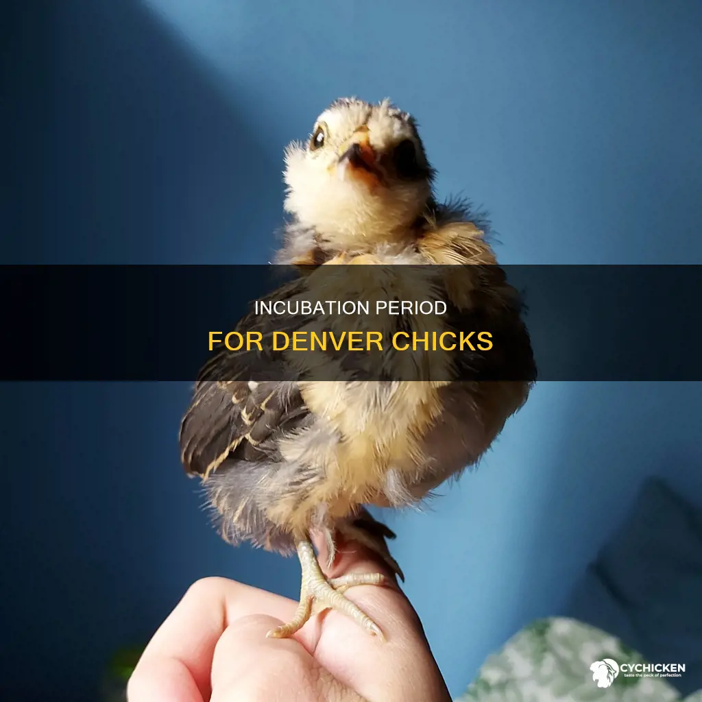 how many days for d anver chicks to hatch