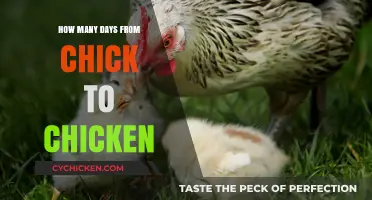 Chick to Chicken: Understanding the Growth Timeline for Poultry