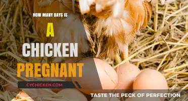 Understanding Chicken Reproduction: How Long Do Hens Carry Eggs?