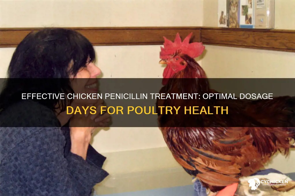 how many days to give chicken penicillin