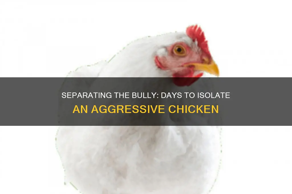 how many days to seperate a bully chicken