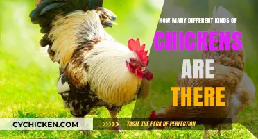 Exploring the Diverse World of Chicken Breeds and Varieties