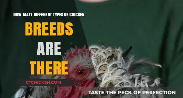 Exploring the Diverse World of Chicken Breeds