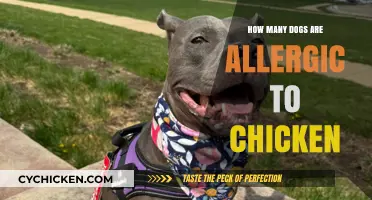 Understanding Chicken Allergies in Dogs: Prevalence and Symptoms Explained