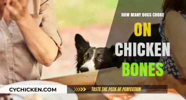 Chicken Bones and Canines: Understanding the Choking Risks for Dogs