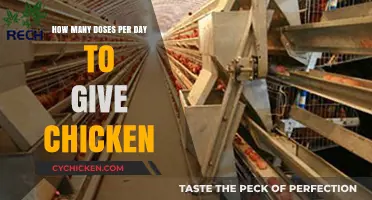 Strategizing Chicken Feed: Doses and Frequency