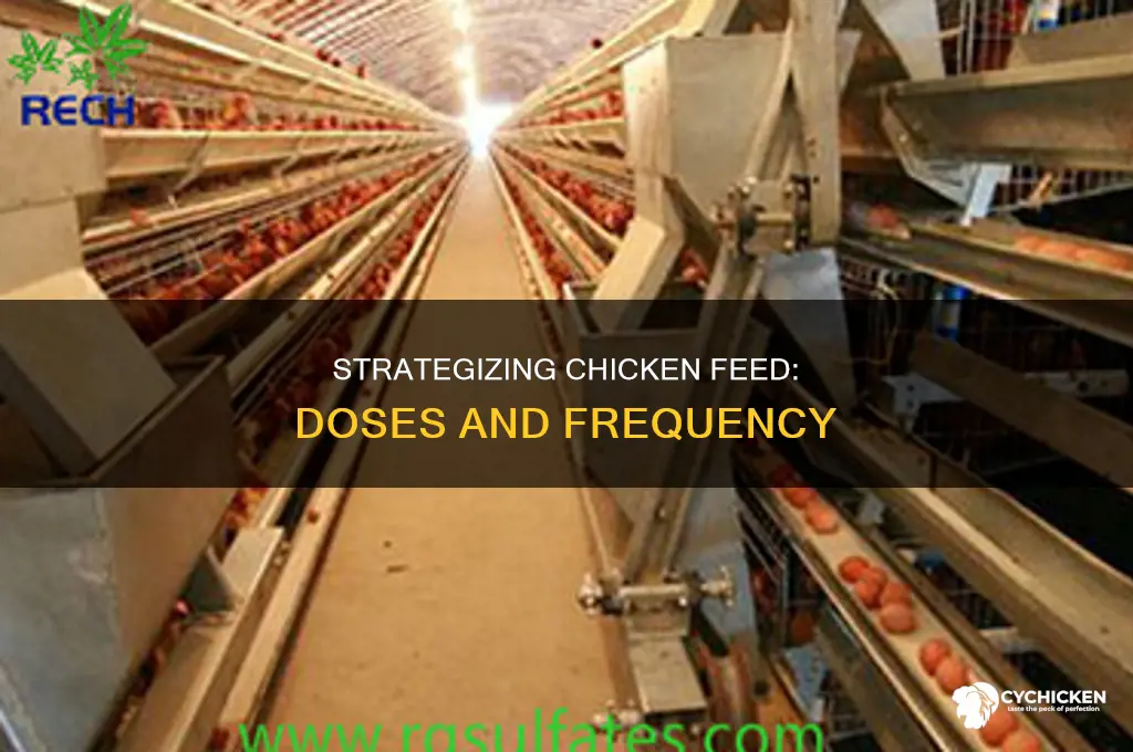 how many doses per day to give chicken
