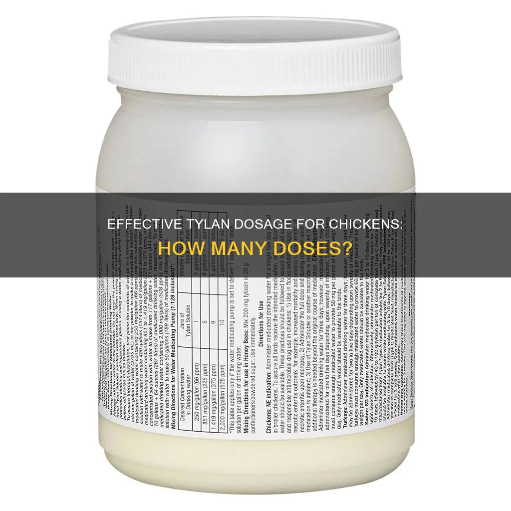 how many doses tylan per day to give chicken