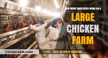 Chicken Farm Workforce: How Many Employees Are Needed?