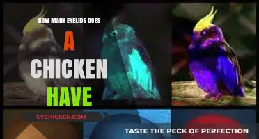 Unveiling the Unique Eye Structure: How Many Eyelids Do Chickens Have?