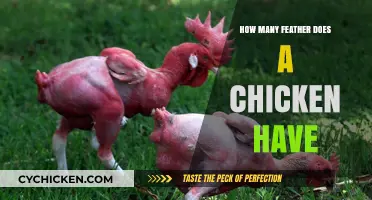 Uncovering the Surprising Number of Feathers on a Chicken