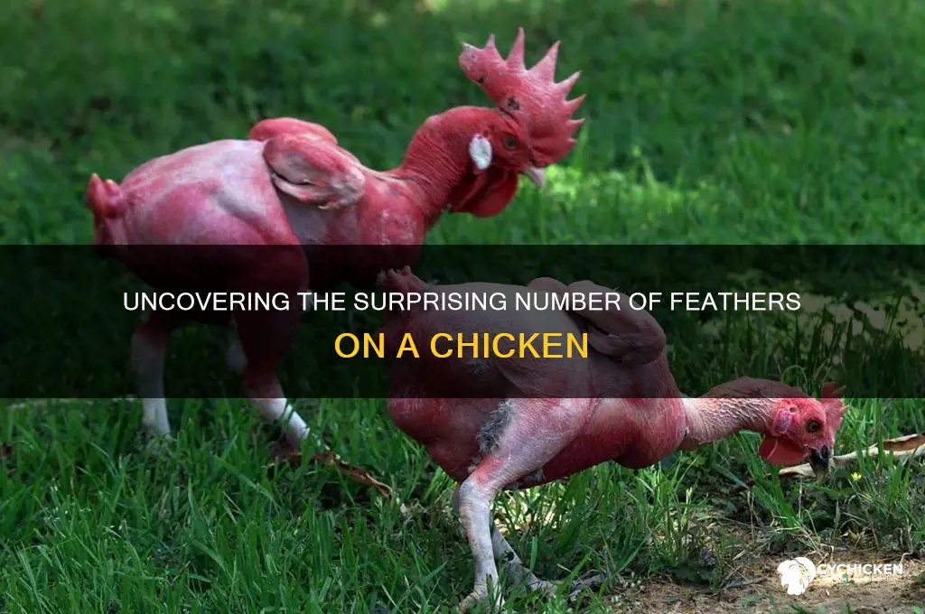 how many feather does a chicken have