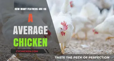 Chicken Feathers: A Surprising Number