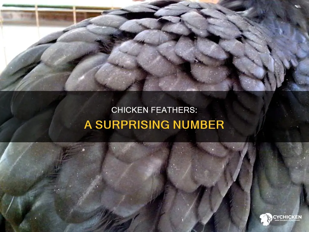 how many feathers does a chicken have on it