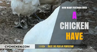 Uncovering the Surprising Feather Count of a Chicken