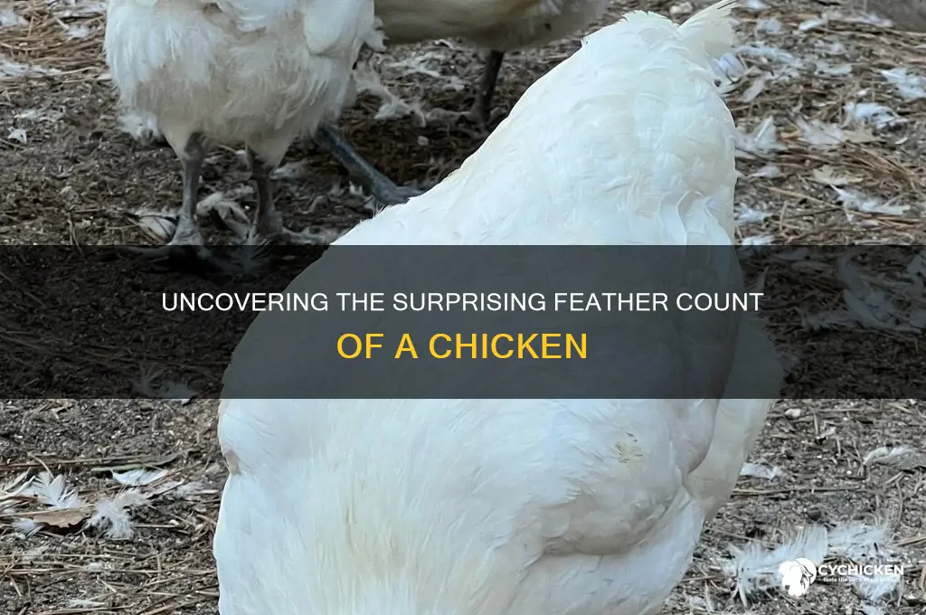 how many feathers does a chicken have